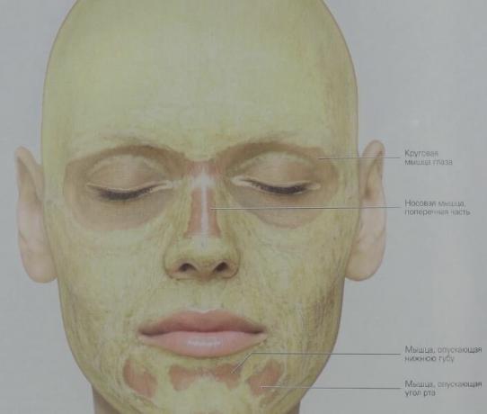 Ето как подкожна мазнина се разпределя по лицето ни (в жълто). В кръгови мускулите на очите слой на съединителната тъкан почти не съдържа мазнини