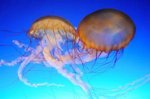 Как да се даде първа помощ на медузи ужилвания