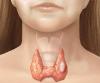 Възлите в щитовидната жлеза: това е възможно, че не може?
