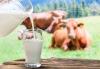 Мога ли да се пие краве мляко за хора на възраст