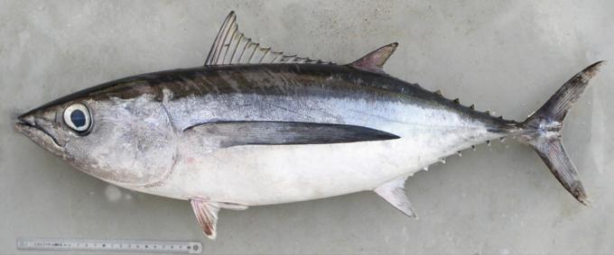 Бяла риба тон