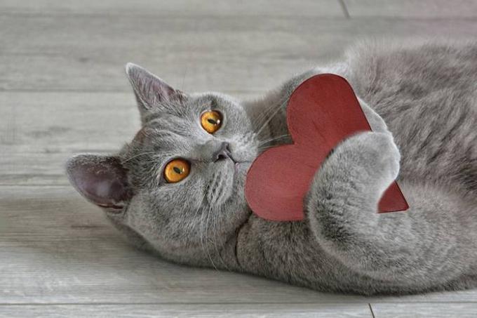 15 факти за котките, които ги прави още по любов правят