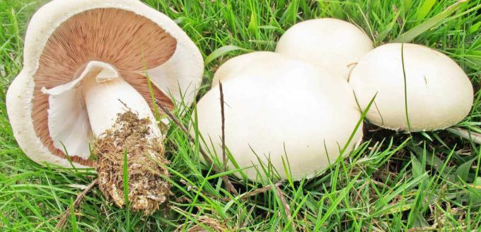 Гъби - печурка