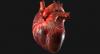 10 продукта, които имат положителен ефект върху сърцето