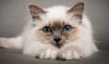 Kototerapiya: лечебните свойства на котки